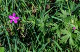 Geranium palustre