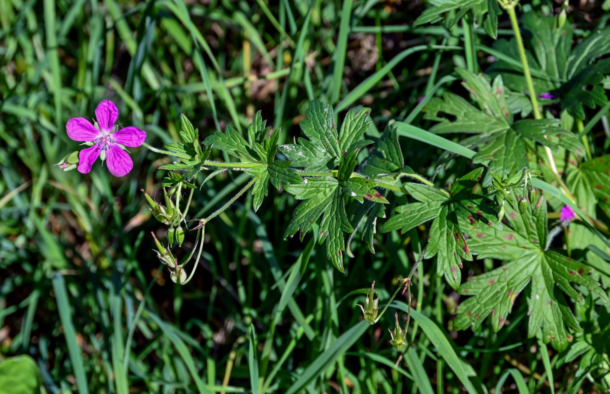 Image of Geranium palustre specimen.