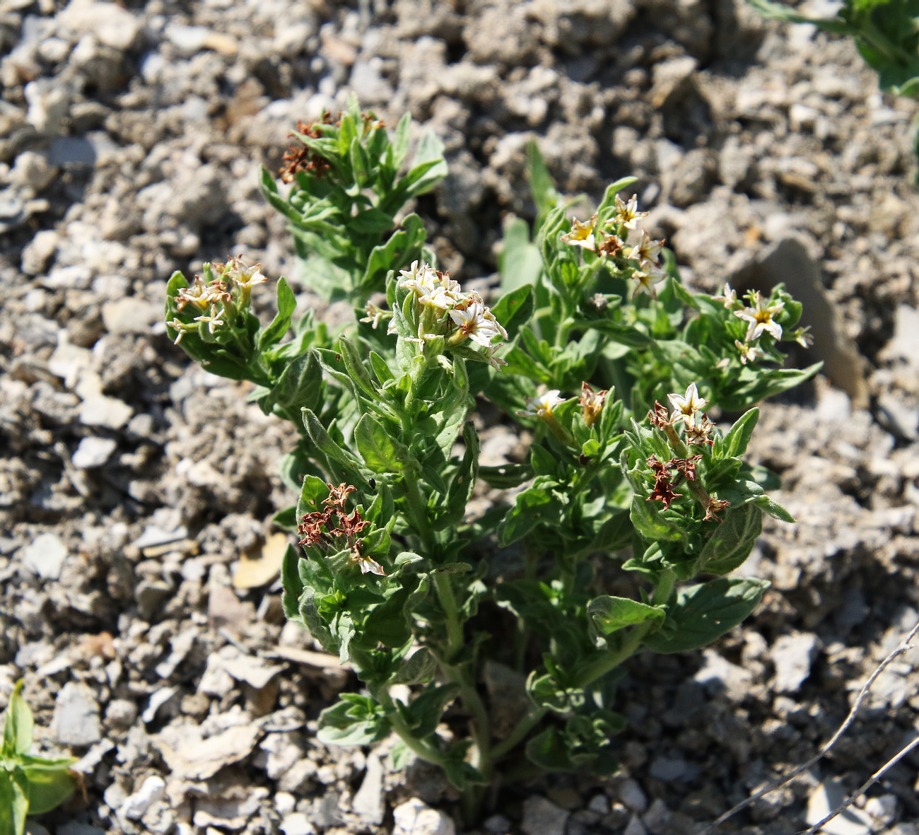 Изображение особи Argusia sibirica.