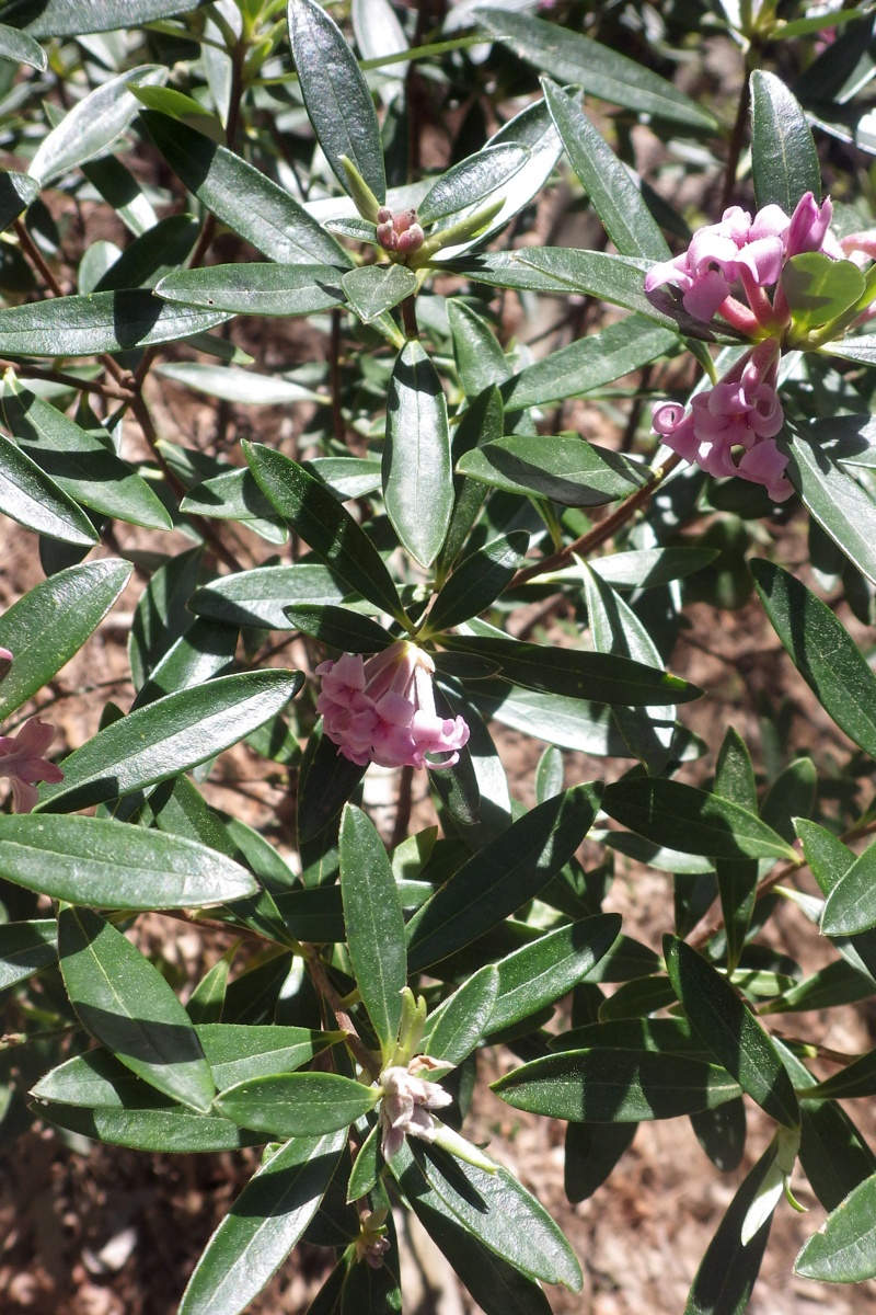 Image of Daphne sericea specimen.
