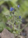 Veronica triphyllos