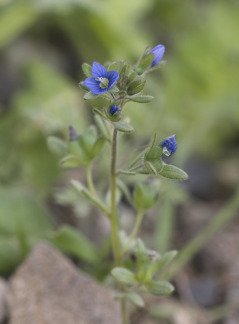 Изображение особи Veronica triphyllos.
