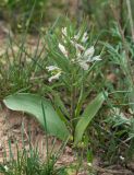 Rhinopetalum stenantherum