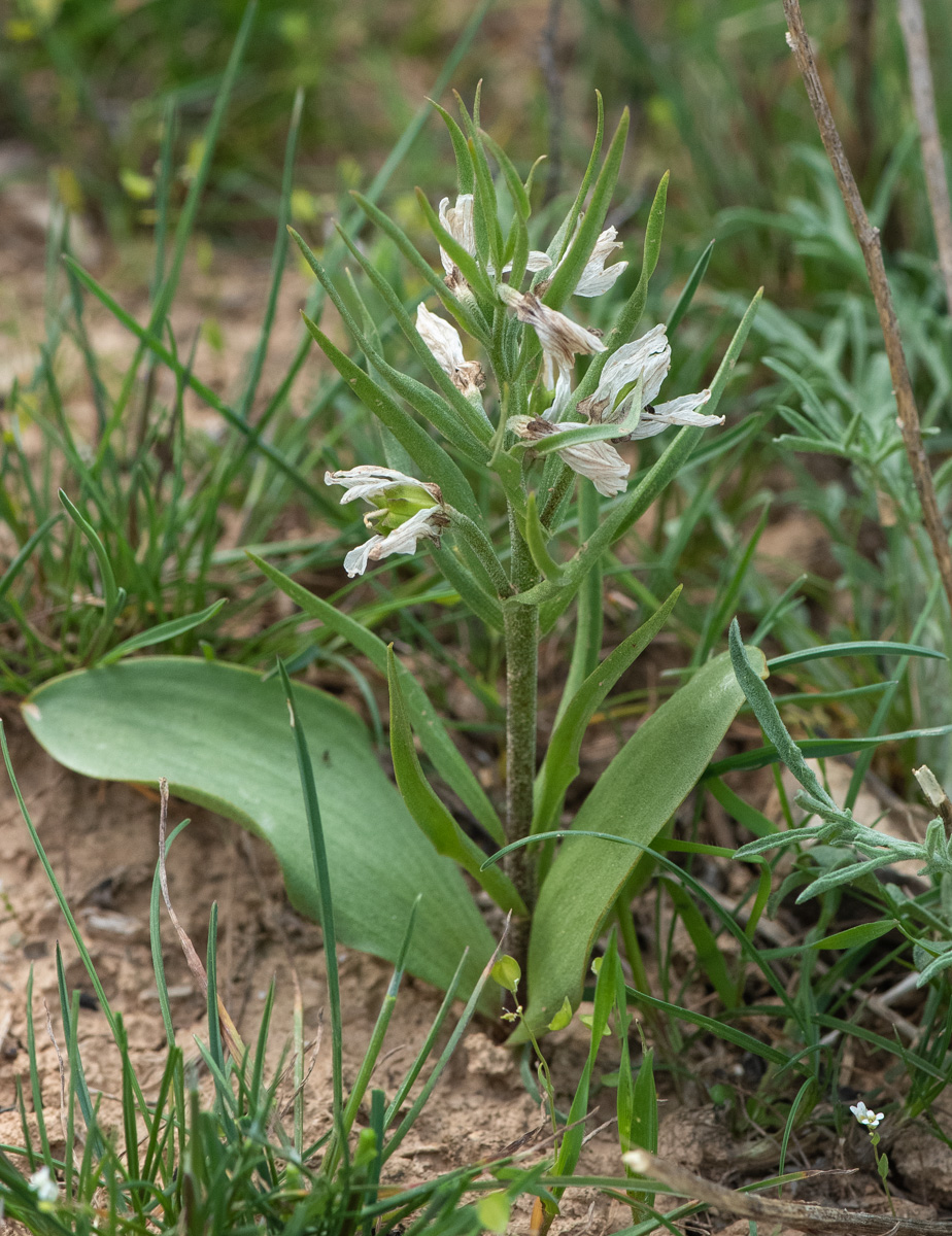 Изображение особи Rhinopetalum stenantherum.