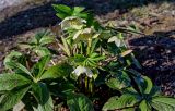 View full-size image Helleborus caucasicus