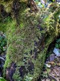View full-size image class Bryopsida