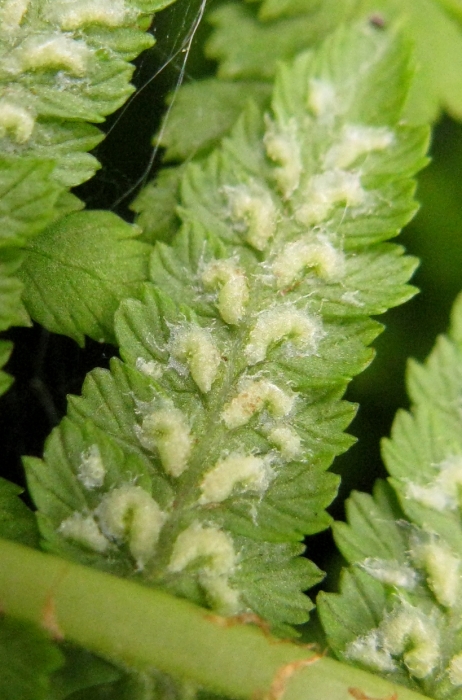 Image of Athyrium filix-femina specimen.