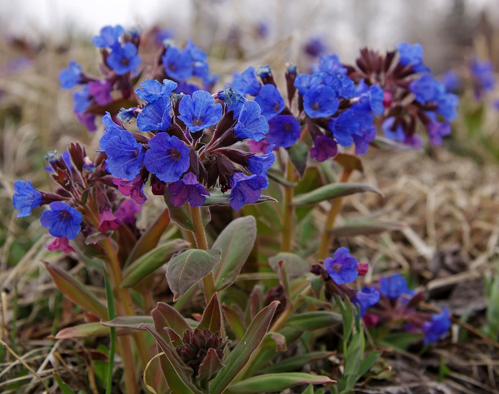 Изображение особи Pulmonaria mollis.