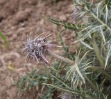 View full-size image Gundelia rosea