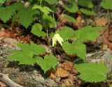 View full-size image Atragene koreana