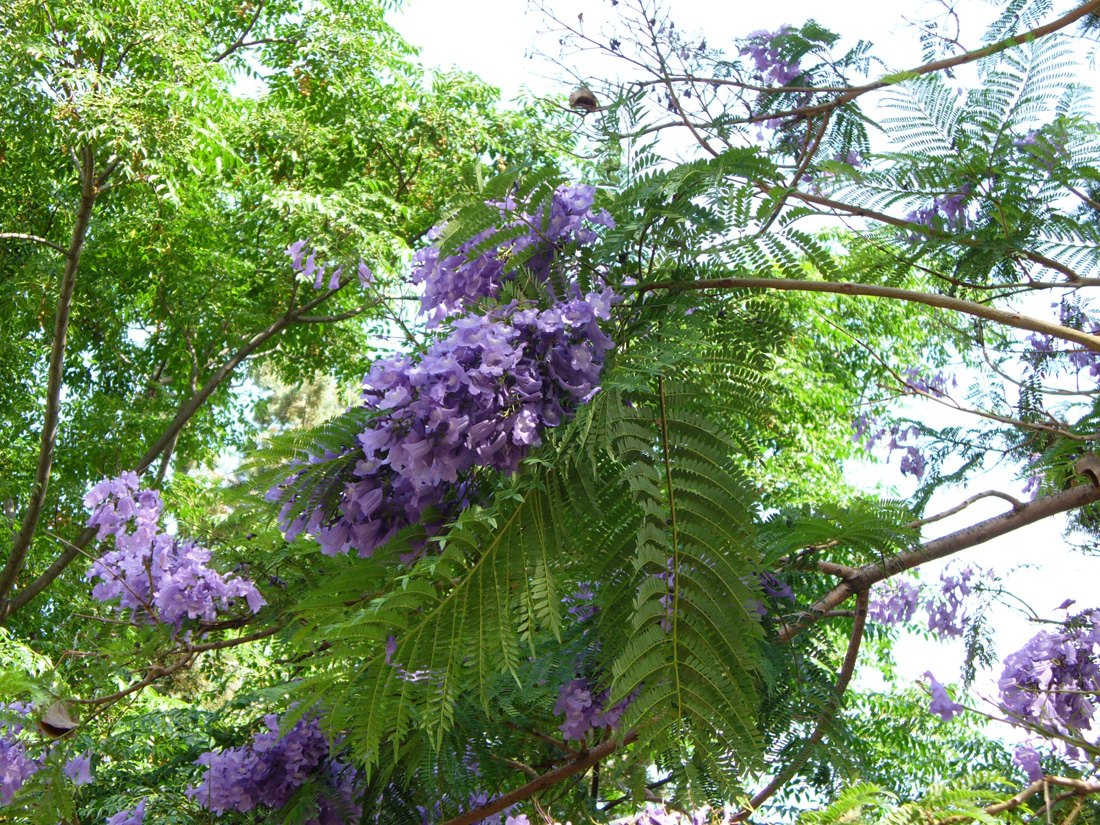 Image of Jacaranda mimosifolia specimen.