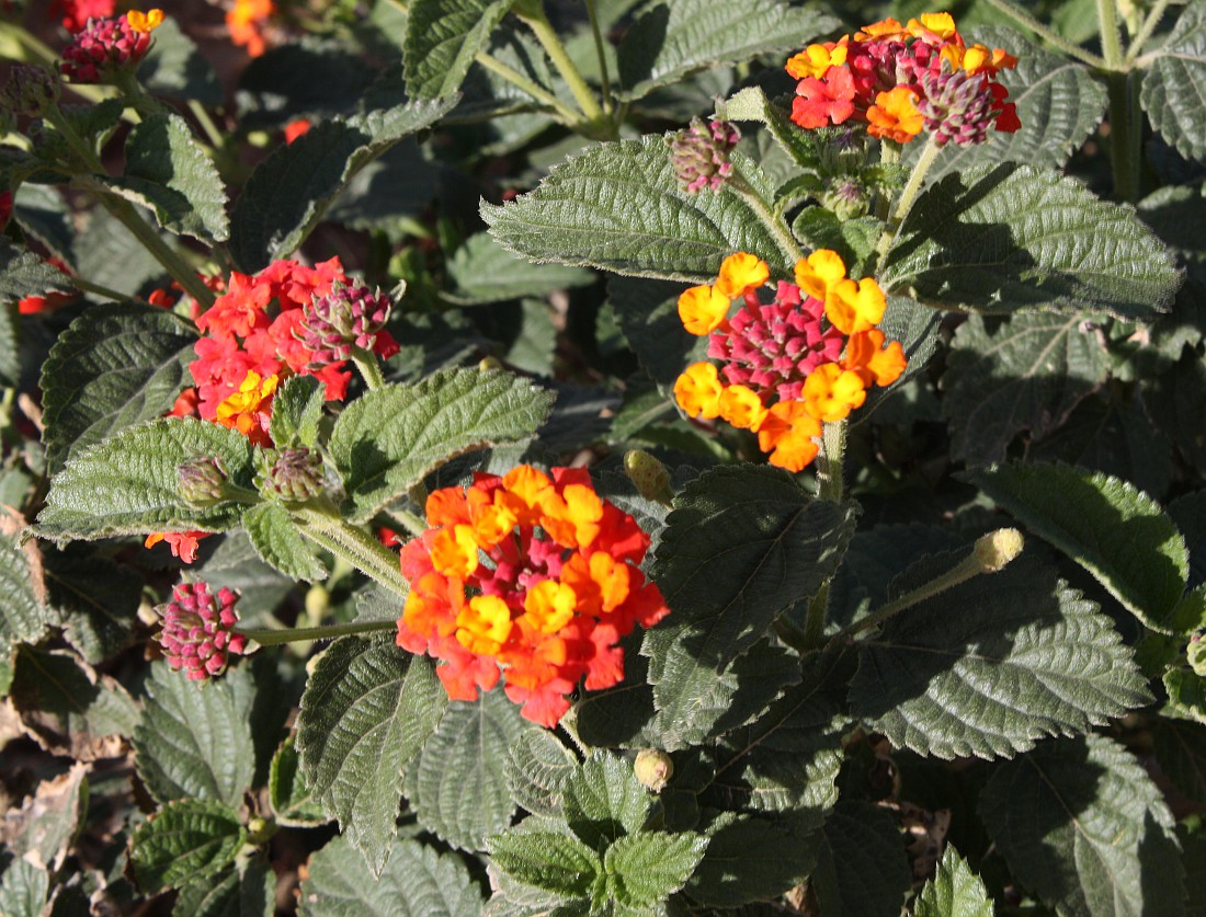 Image of Lantana camara specimen.