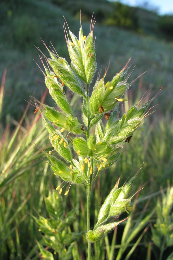 Изображение особи Bromus hordeaceus.