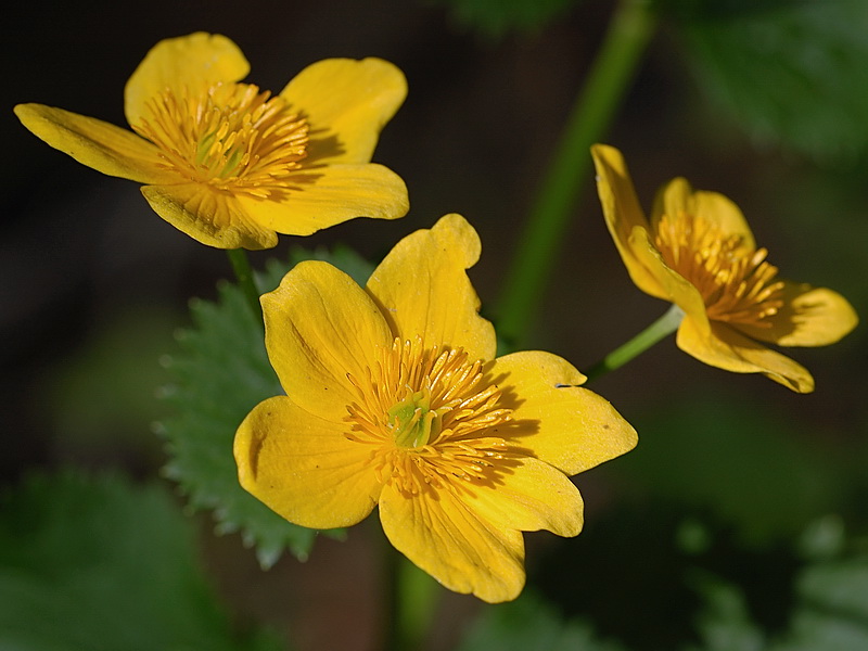 Изображение особи Caltha palustris ssp. laeta.