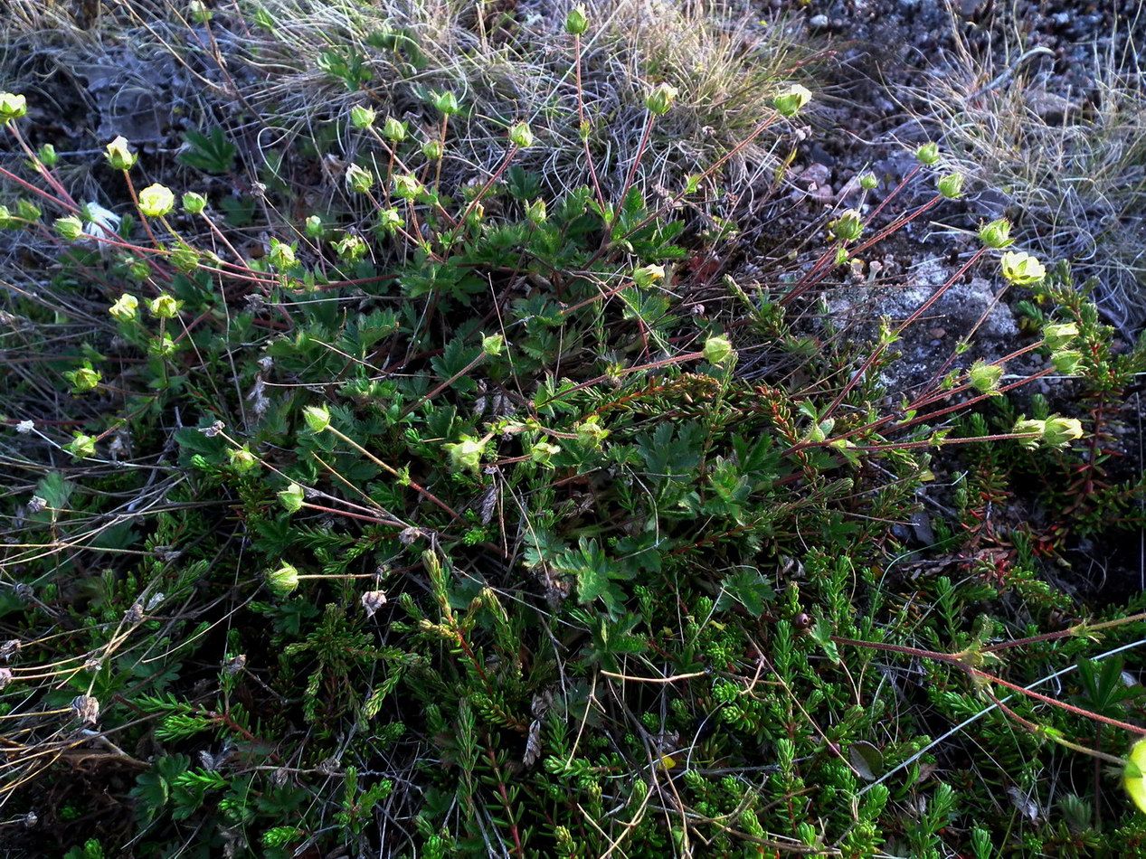 Изображение особи Potentilla crantzii.