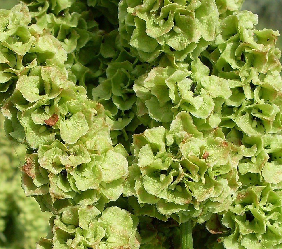 Image of Rumex confertus specimen.