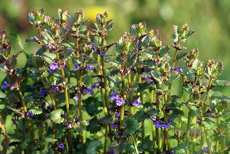 Изображение особи Glechoma hederacea.