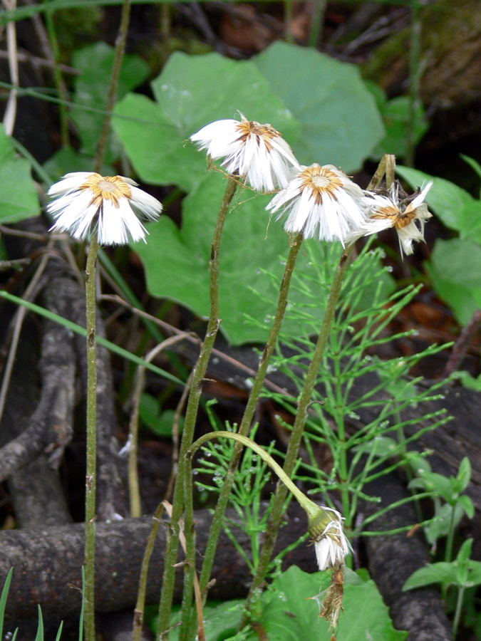 Изображение особи Tussilago farfara.