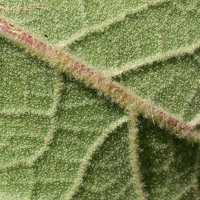 Image of Verbascum ovalifolium specimen.