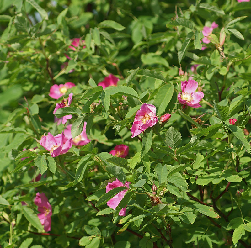 Image of Rosa glabrifolia specimen.