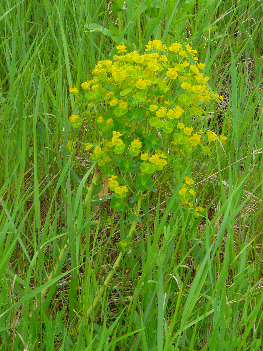 Изображение особи Euphorbia agraria.