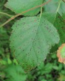 Betula pubescens