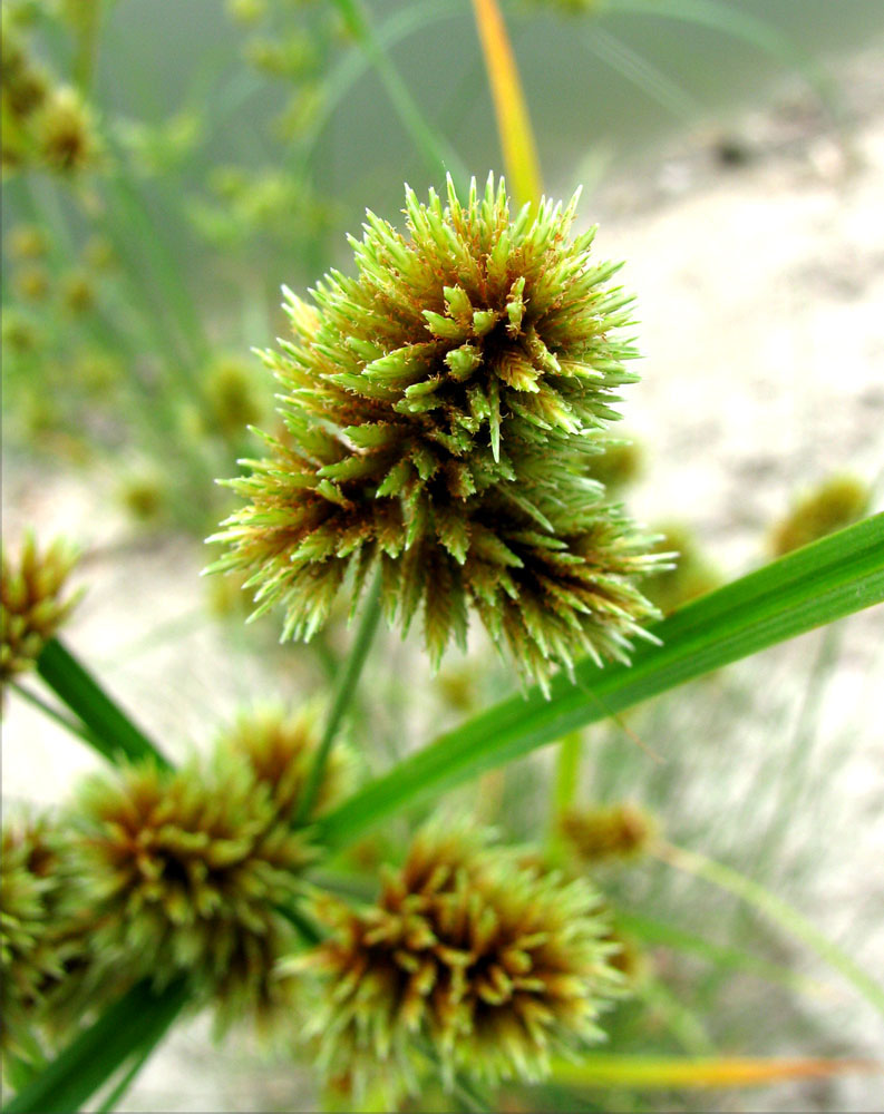 Image of Cyperus glomeratus specimen.