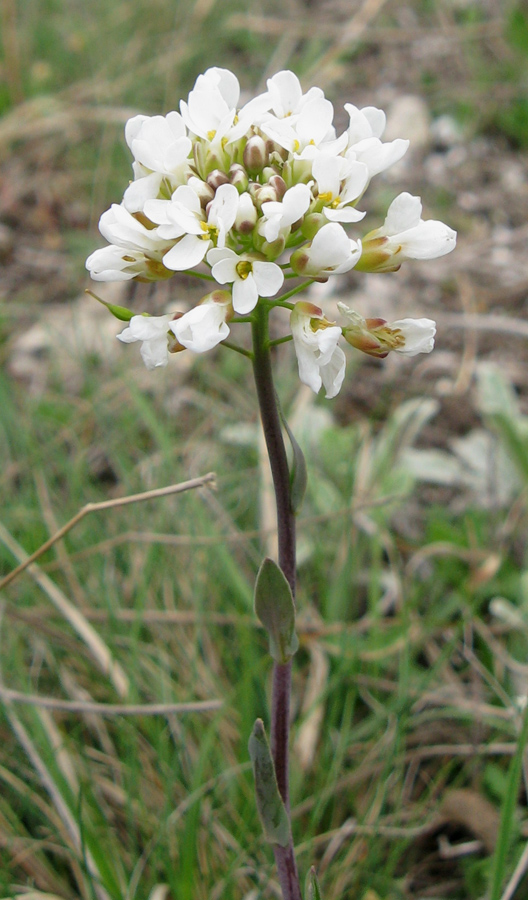 Image of Noccaea praecox specimen.