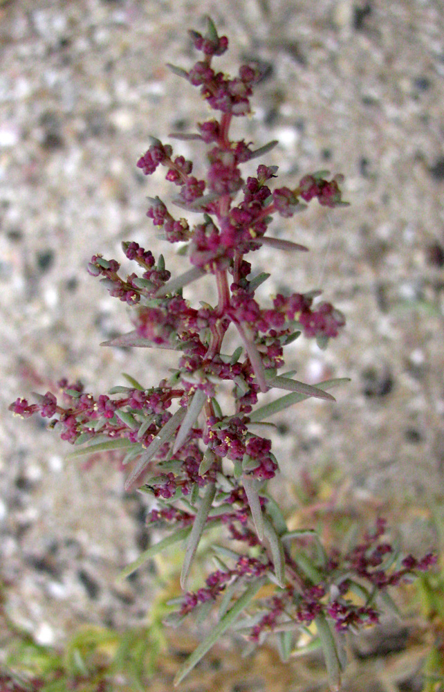 Image of Suaeda prostrata specimen.