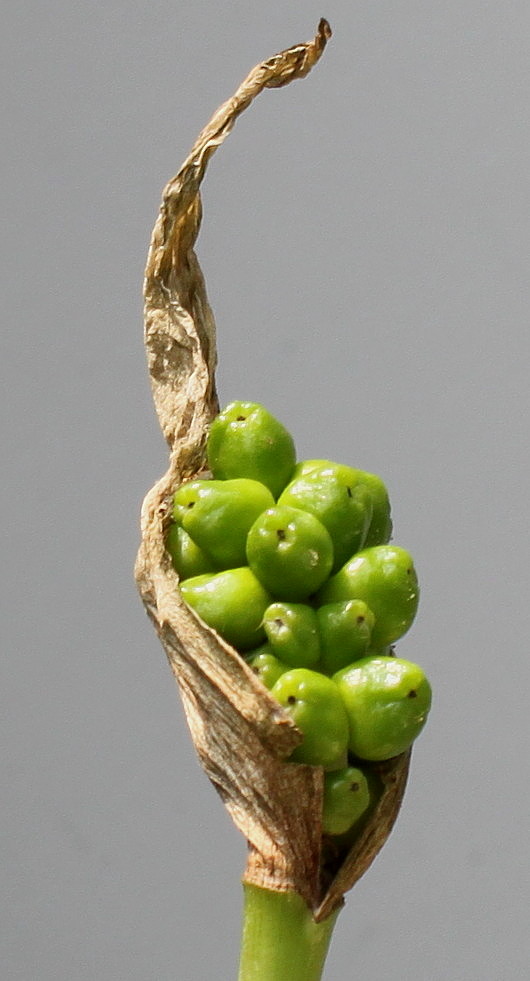Image of Arum maculatum specimen.