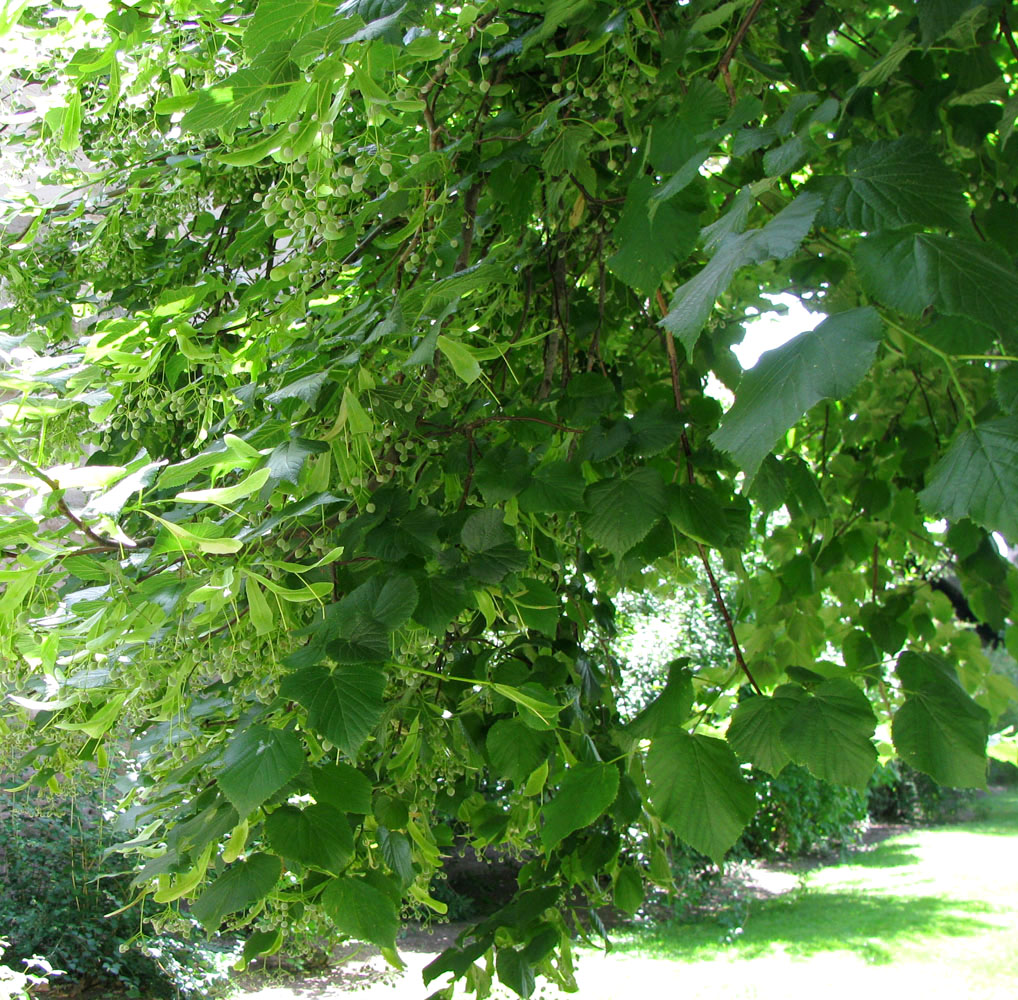 Image of Tilia platyphyllos specimen.