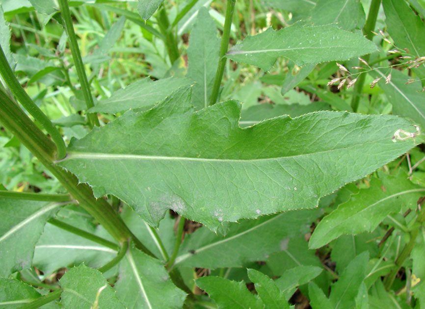 Image of Cirsium setosum specimen.