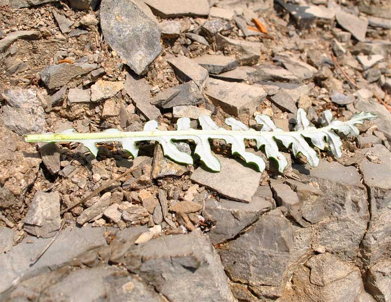 Image of Jurinea galushkoi specimen.