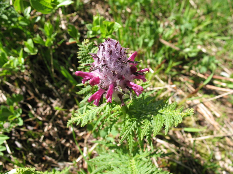 Image of Pedicularis panjutinii specimen.