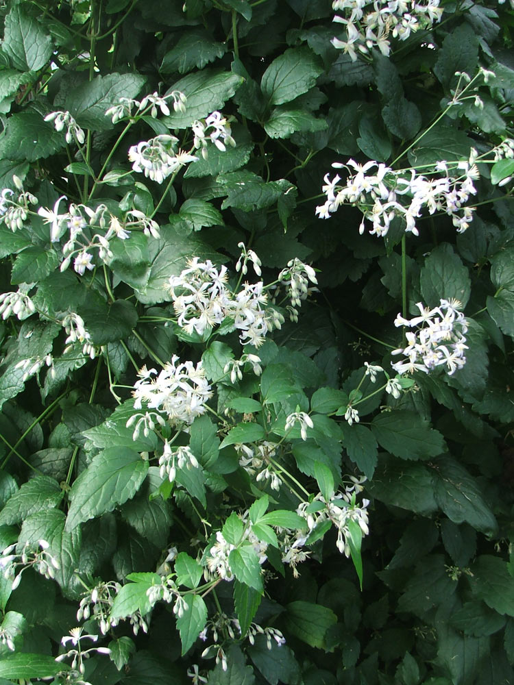 Image of Clematis &times; jouiniana specimen.