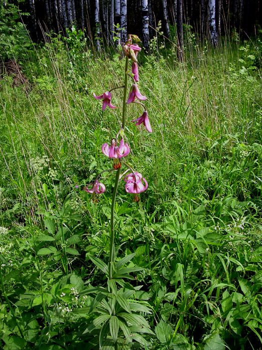 Image of Lilium pilosiusculum specimen.