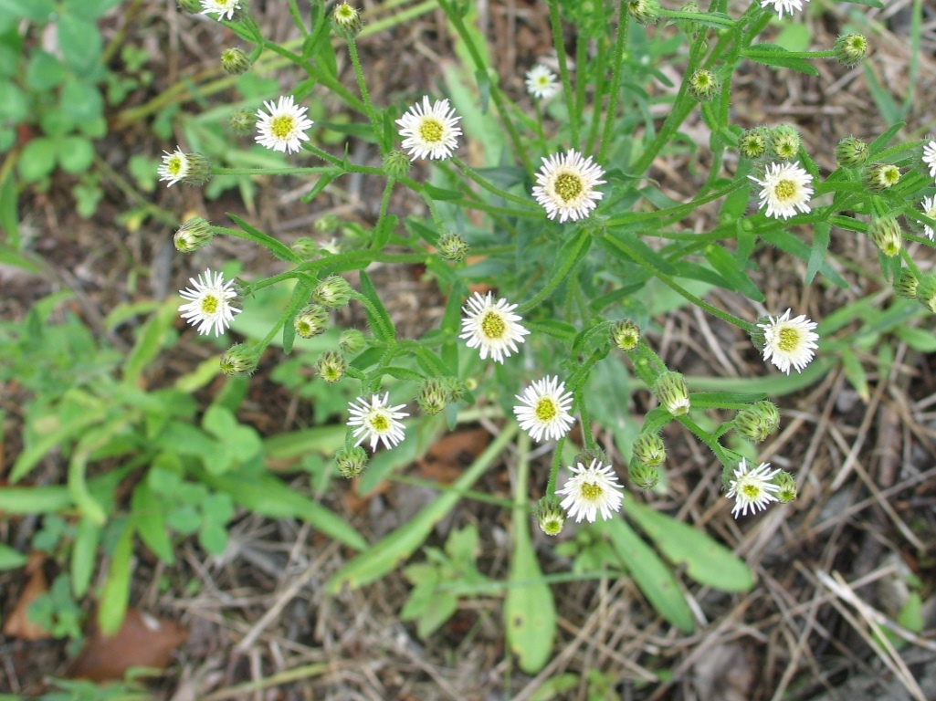 Image of Erigeron acris specimen.