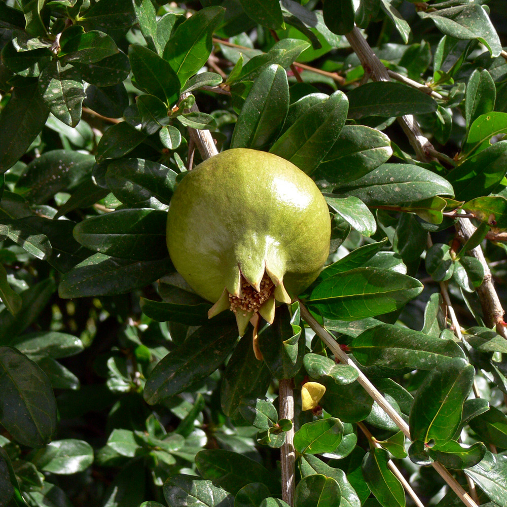 Image of Punica granatum specimen.