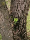 Euphorbia helioscopia. Растение в развилке стволов дерева. Узбекистан, г. Ташкент, пос. Улугбек. 05.04.2009.