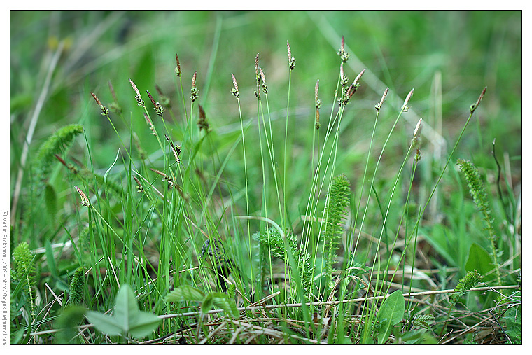 Изображение особи Carex montana.