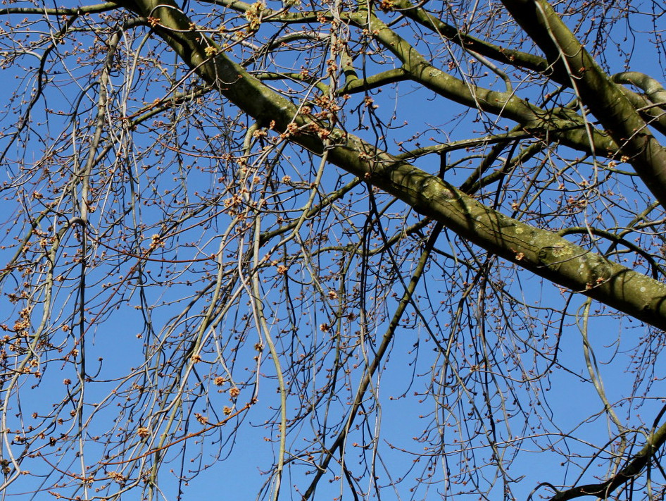 Image of Acer saccharinum specimen.