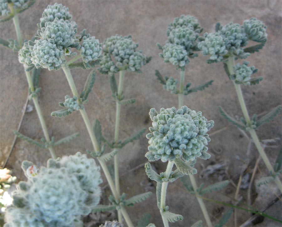 Изображение особи Teucrium capitatum.