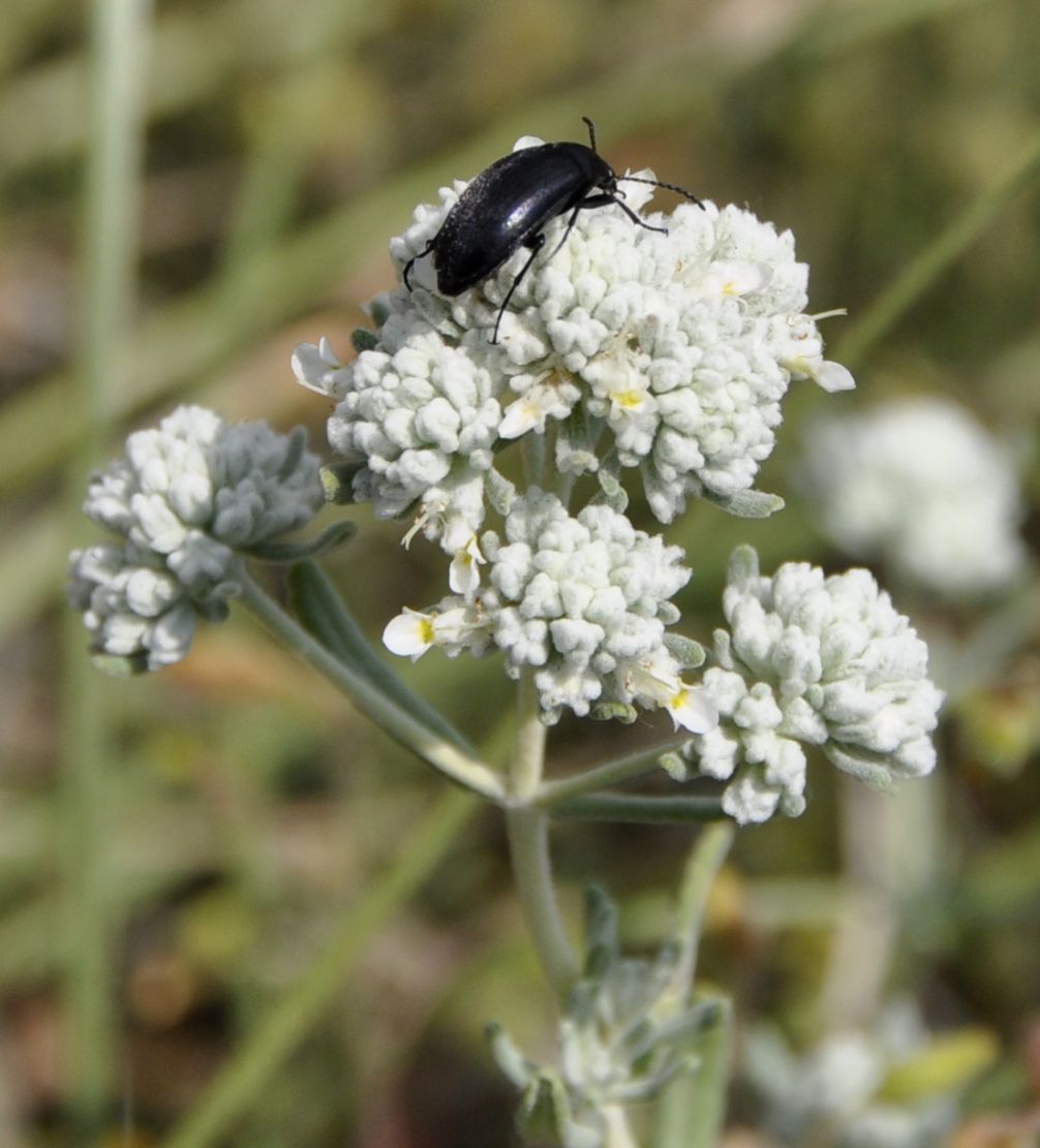 Image of Teucrium capitatum specimen.