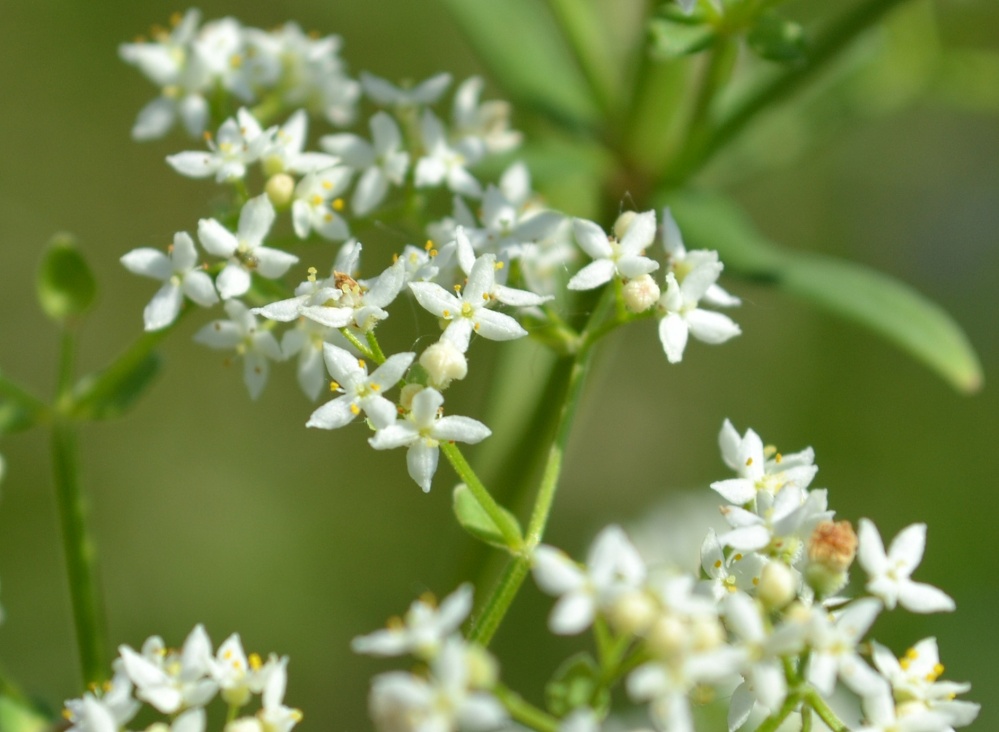 Image of Galium boreale specimen.