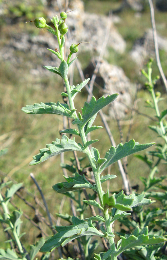 Image of Scrophularia rupestris specimen.