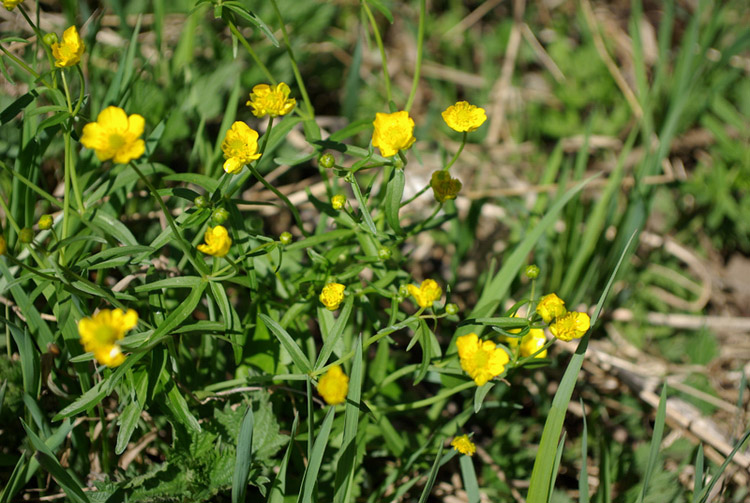 Image of genus Ranunculus specimen.