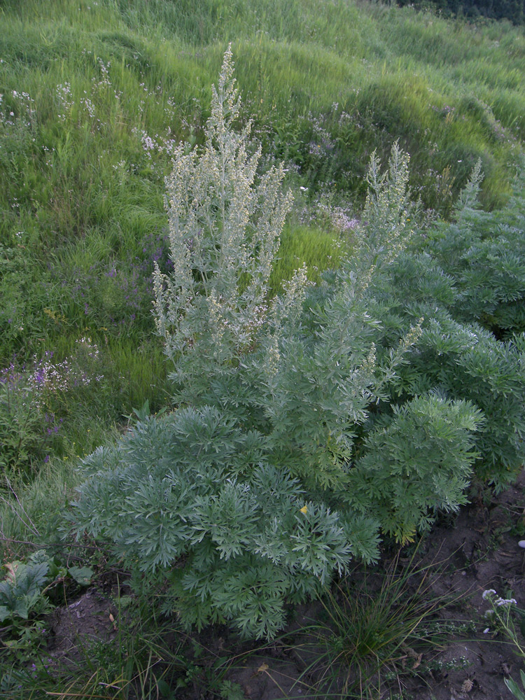 Image of Artemisia absinthium specimen.