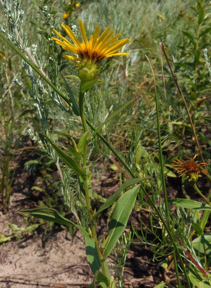 Image of Inula salicina specimen.