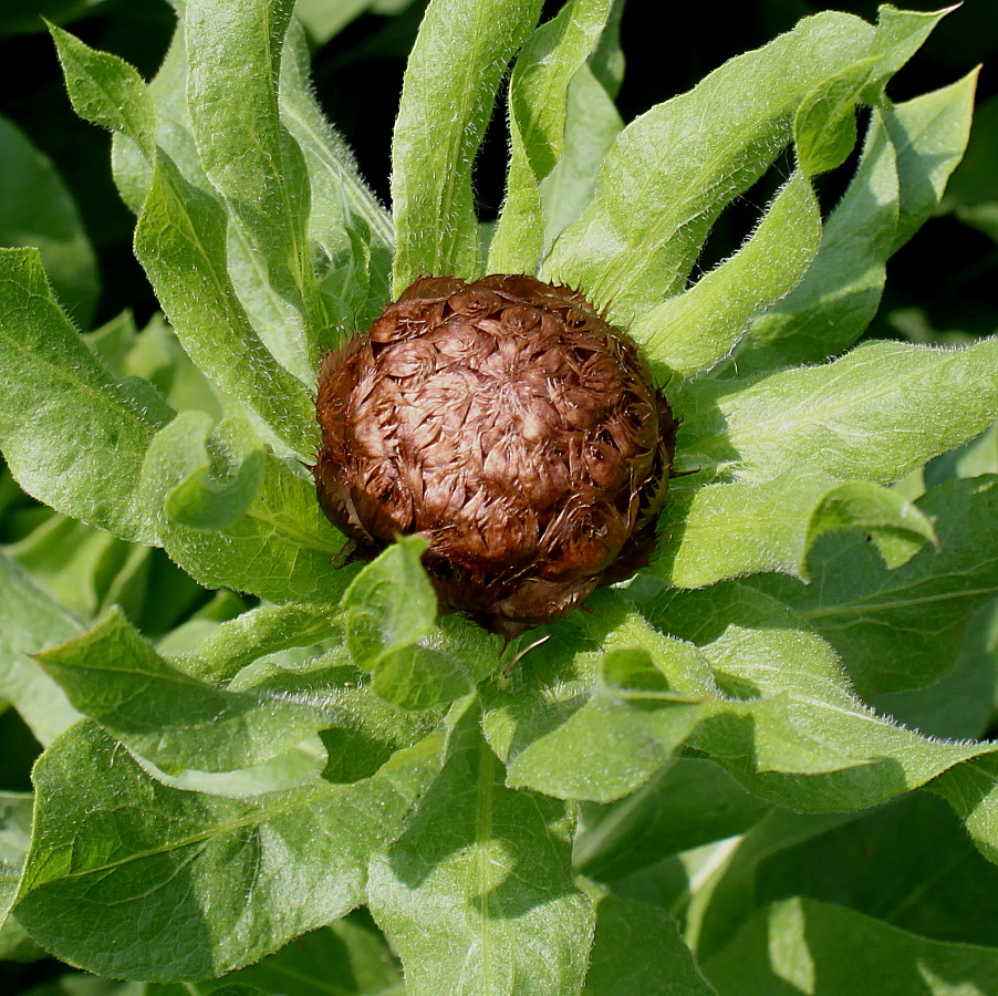 Image of Grossheimia macrocephala specimen.