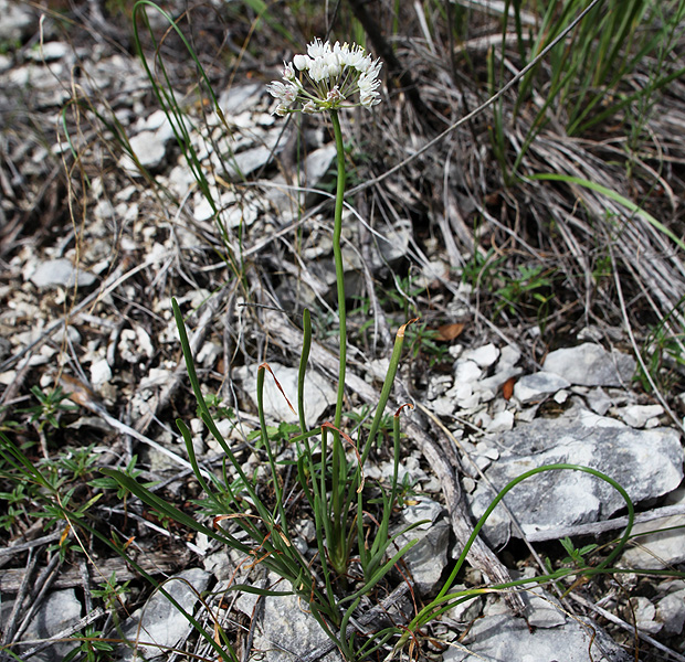 Image of Allium denudatum specimen.